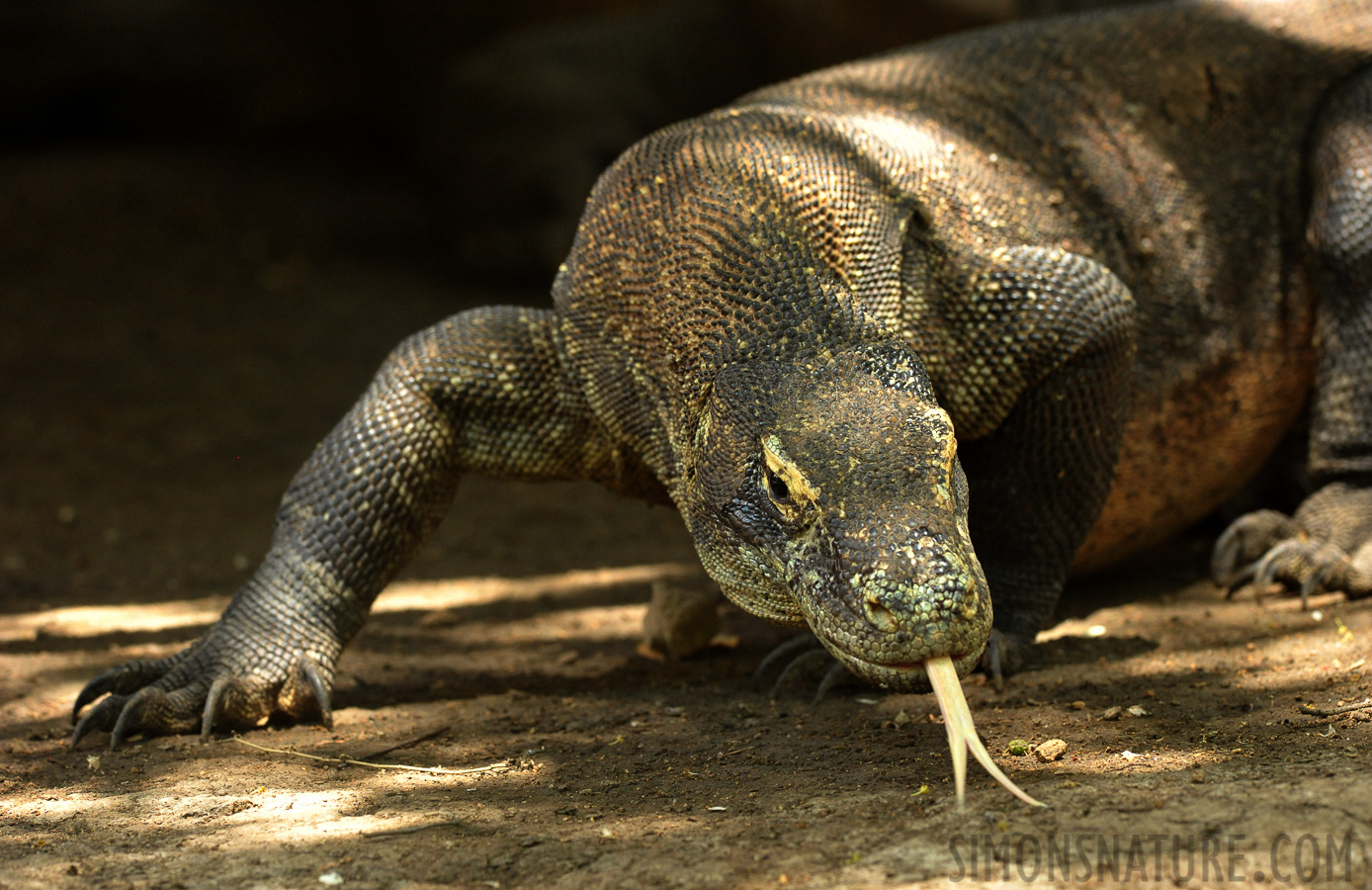 Varanus komodoensis [300 mm, 1/250 Sek. bei f / 8.0, ISO 3200]